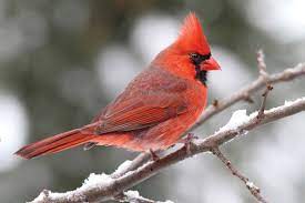 bird
