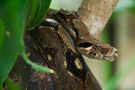 snake