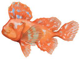 fish