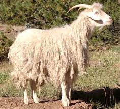 goat