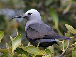 bird