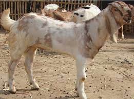 goat
