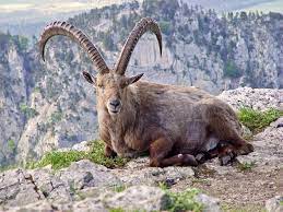 Goat