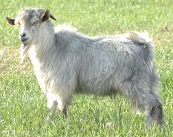 goat