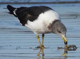 bird