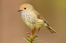 bird