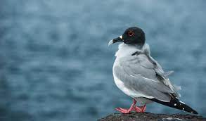 bird