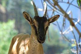 goat