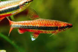fish
