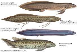 FISH