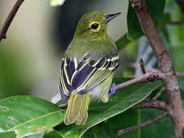 bird