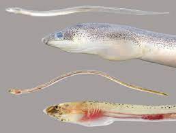 fish