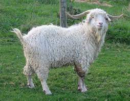 Goat