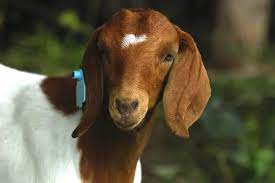 goat