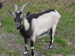 Goat
