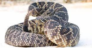 snake