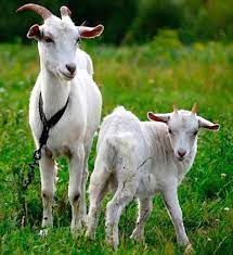 goat