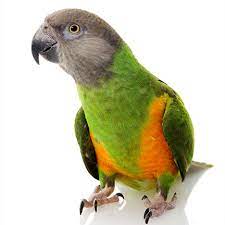 bird