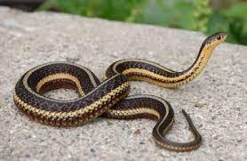 Snake