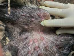 goat pox hindi
