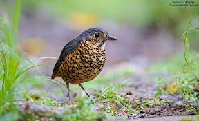 bIRD