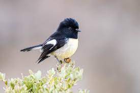 bird