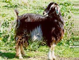 goat
