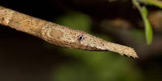 snake