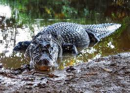 crocodiles