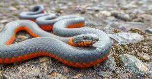 snake