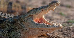 crocodiles