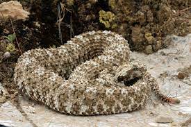 snake