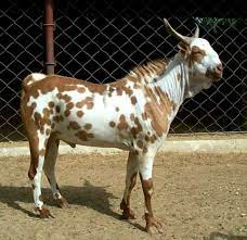 goat