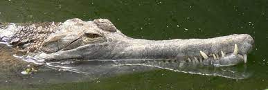 crocodiles