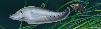 FISH