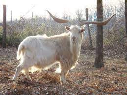 goat