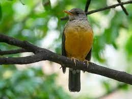 bird