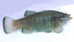 FISH