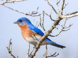 bird