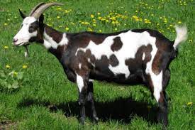 goat