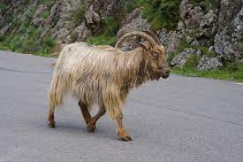 Goat