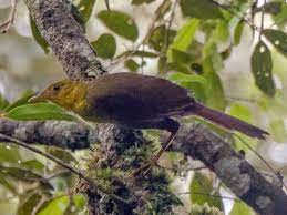 Bird