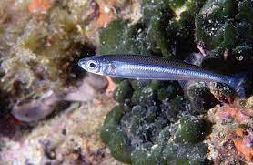 fish