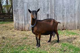 goat