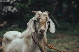 Goat
