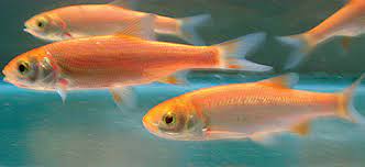 FISH