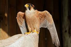 bird