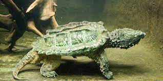 turtle