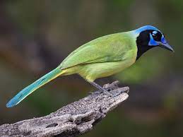 bird
