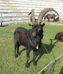 goat